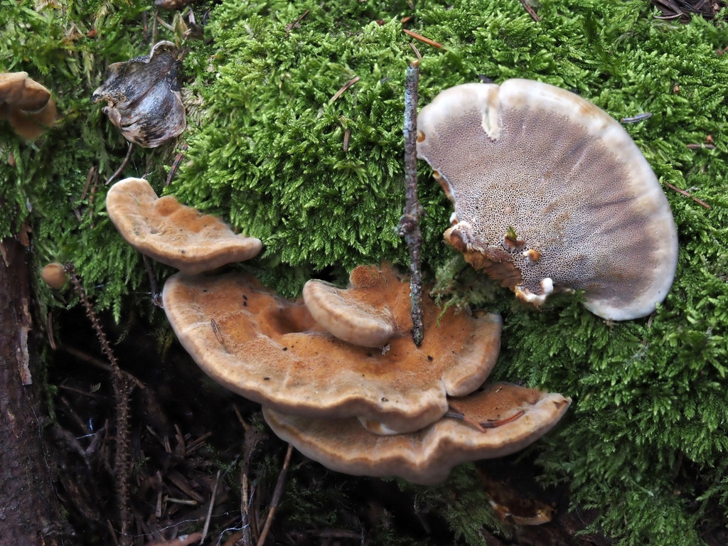 Onnia sp. 'tomentosa-PA01'