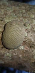 Nerita balteata