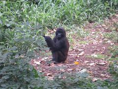 Gorilla beringei beringei