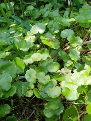 Hydrocotyle pterocarpa