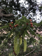 Pittosporum undulatum