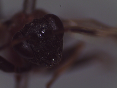 Hymenoptera