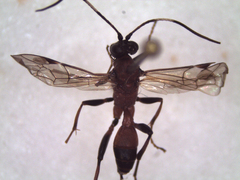 Hymenoptera