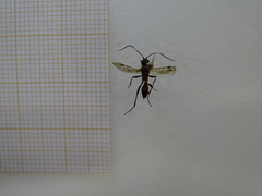 Hymenoptera