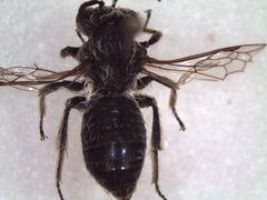 Andrena