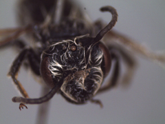 Andrena