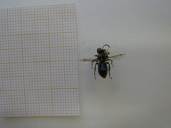 Andrena