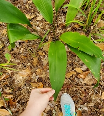 Aspidistra elatior