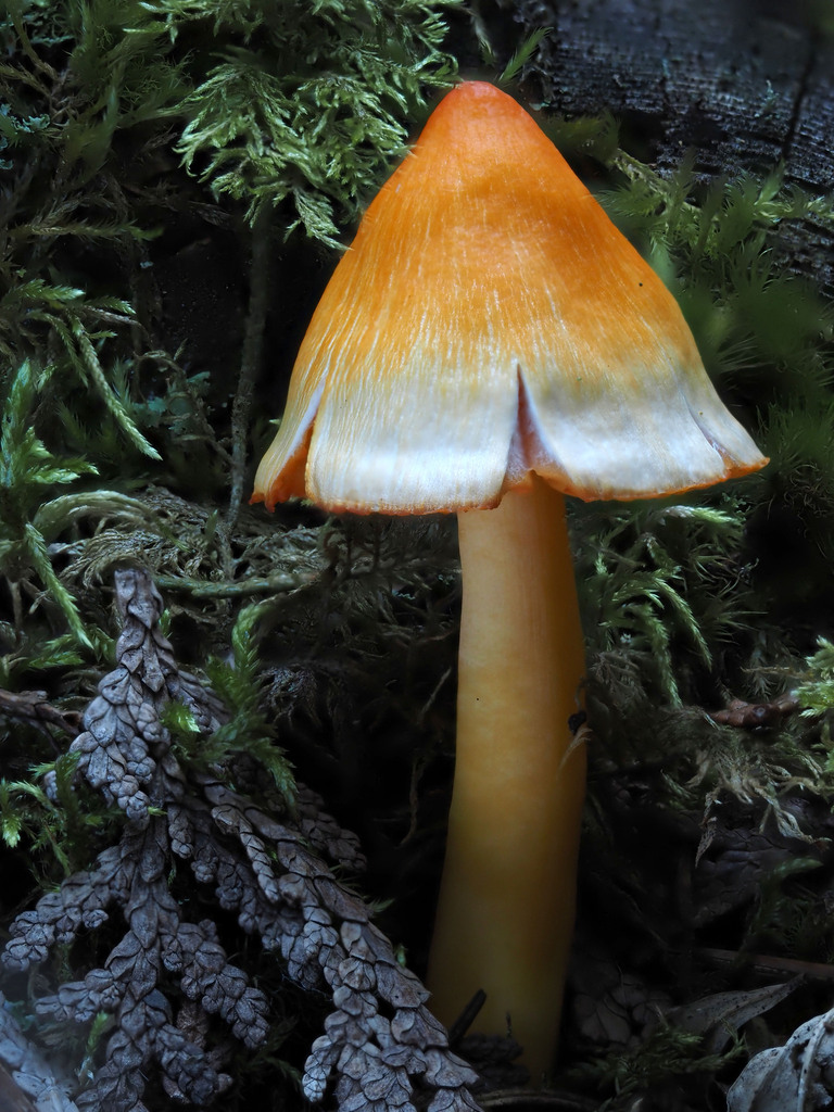Humidicutis marginata