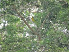 Telophorus sulfureopectus