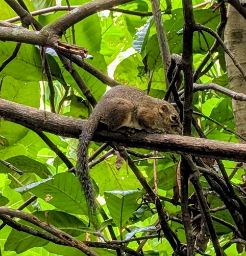 Slender Squirrel