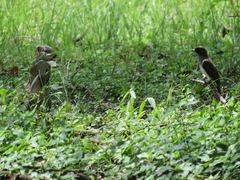 Pycnonotus barbatus tricolor
