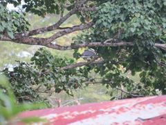 Kaupifalco monogrammicus