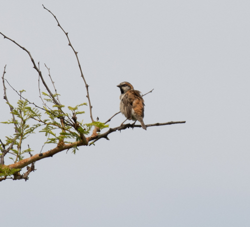Shelley's Sparrow (Passer shelleyi), photo 5
