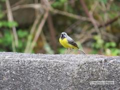 Motacilla cinerea patriciae