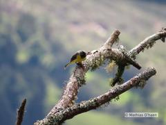 Motacilla cinerea patriciae