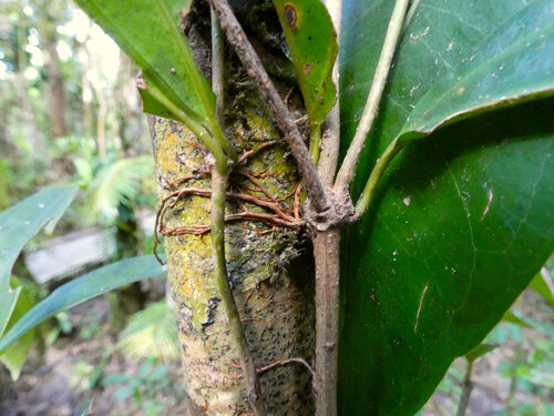 Medinilla balls-headleyi, photograph 3