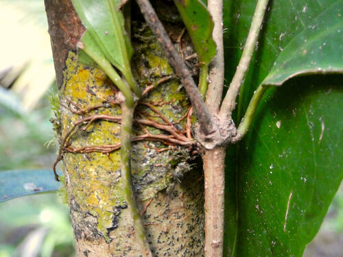 Medinilla balls-headleyi, photograph 2