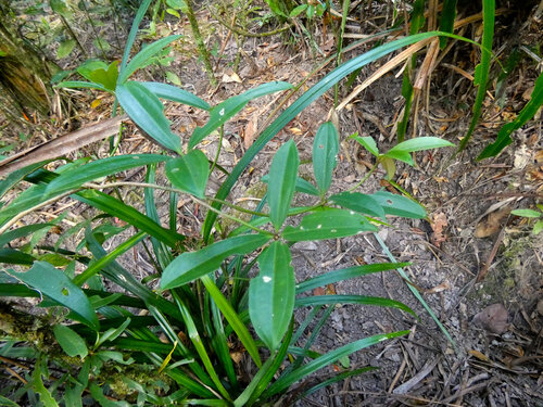 Medinilla balls-headleyi, photograph 4