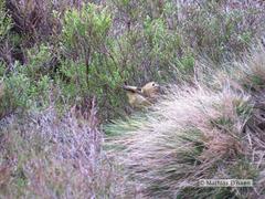 Regulus regulus azoricus