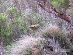 Regulus regulus azoricus