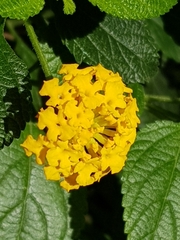 Lantana