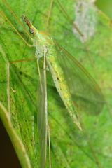 Leptotarsus virescens