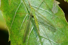 Leptotarsus virescens