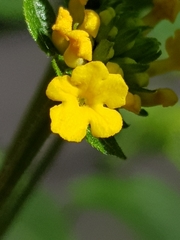 Lantana