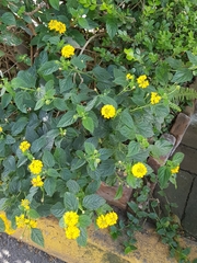 Lantana