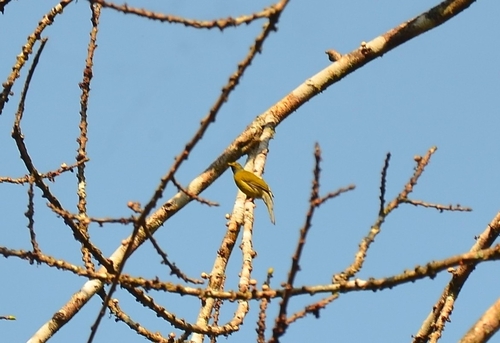 Grey-headed Bulbul (Microtarsus priocephalus), photo 10