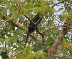 Clamator levaillantii