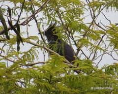 Clamator levaillantii