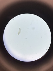 Gastrotricha