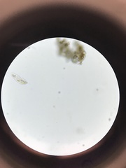 Gastrotricha