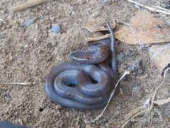 Boaedon fuliginosus