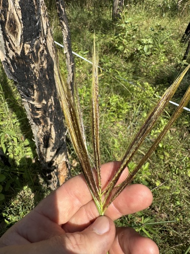 Pseudopogonatherum contortum observed 2025-04-30