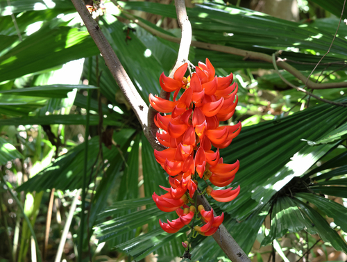 Mucuna bennettii, photograph 2