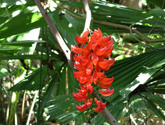 Mucuna bennettii, photograph (c) Graham Winterflood, some rights reserved (CC BY-SA)