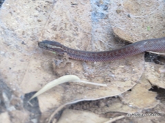 Boaedon fuliginosus