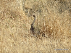 Eupodotis senegalensis