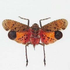Penthicodes pulchellus