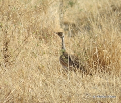 Eupodotis senegalensis