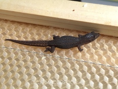 Crenadactylus ocellatus