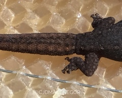 Crenadactylus ocellatus