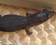 Crenadactylus ocellatus
