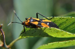 Oncopeltus spectabilis