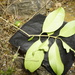 Priogymnanthus apertus - Photo (c) pwmoonlight, algunos derechos reservados (CC BY-NC)