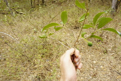 Priogymnanthus apertus