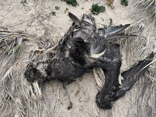 Giant Petrels